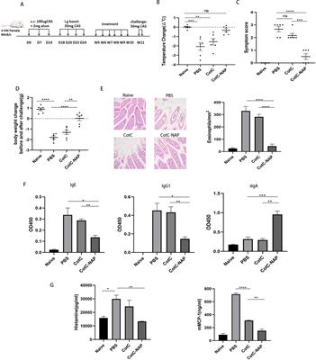 Neutrophil-activating protein in Bacillus spores inhibits casein allergy via TLR2 signaling